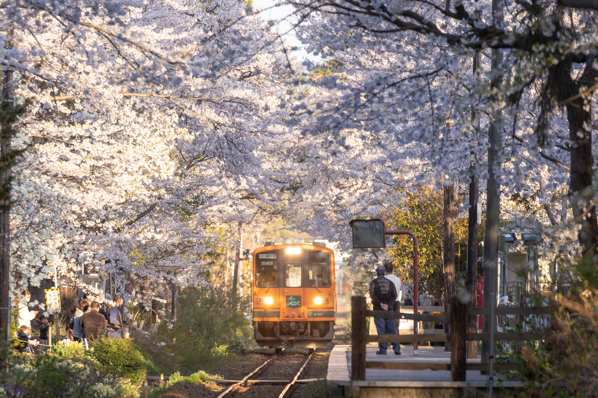 芦野公園駅の桜と津軽鉄道